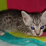 Mau, Silver, Female, DOB 2-17-20