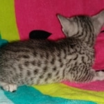 Mau, Silver, Female, DOB 2-17-20