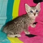 Mau, Silver, Female, DOB 2-17-20