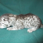 Mau, Silver, Female, DOB 3-20-17