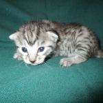 Mau, Silver, Female, DOB 3-20-17