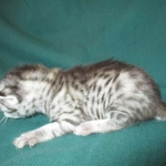 Mau, Silver, Female, DOB 3-20-17