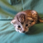 Mau, Silver, Female, DOB 3-20-17