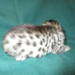 Mau, Silver, Female, DOB 3-20-17