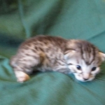 Mau, Silver, Female, DOB 3-20-17