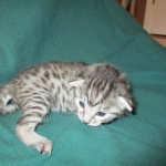 Mau, Silver, Female, DOB 3-20-17