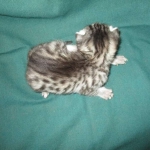 Mau, Silver, Female, DOB 3-20-17