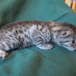 Mau, Silver, Female, DOB 3-20-17