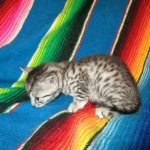 Mau, Silver, Female, DOB 3-20-17