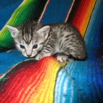 Mau, Silver, Female, DOB 3-20-17