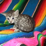 Mau, Silver, Female, DOB 3-20-17