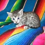 Mau, Silver, Female, DOB 3-20-17