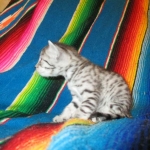 Mau, Silver, Female, DOB 3-20-17