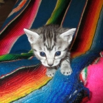 Mau, Silver, Female, DOB 3-20-17