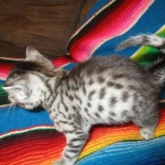 Mau, Silver, Female, DOB 3-20-17