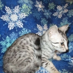 Mau, Silver, Female, DOB 3-20-17