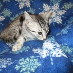 Mau, Silver, Female, DOB 3-20-17