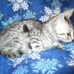 Mau, Silver, Female, DOB 3-20-17