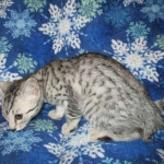 Mau, Silver, Female, DOB 3-20-17