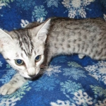 Mau, Silver, Female, DOB 3-20-17