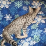 Mau, Silver, Female, DOB 3-20-17