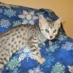 Mau, Silver, Female, DOB 3-20-17