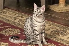 Maggie Egyptian Mau silver female DOB 3-3-21