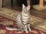 Maggie Egyptian Mau silver female DOB 3-3-21