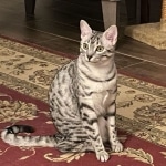 Maggie Egyptian Mau silver female kitten DOB 3/3/21