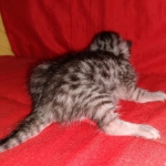 Egyptian Mau silver female kitten DOB 3-3-21