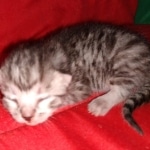 Egyptian Mau silver female kitten DOB 3-3-21