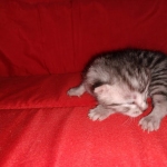 Egyptian Mau silver female kitten DOB 3-3-21