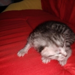 Egyptian Mau silver female kitten DOB 3-3-21