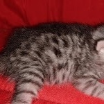 Egyptian Mau silver female kitten DOB 3-3-21