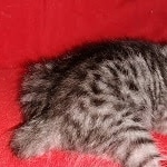 Egyptian Mau silver female kitten DOB 3-3-21