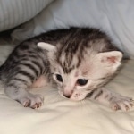 Egyptian Mau silver female kitten DOB 3/3/21
