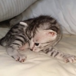 Egyptian Mau silver female kitten DOB 3/3/21