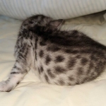 Egyptian Mau silver female kitten DOB 3/3/21