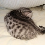 Egyptian Mau silver female kitten DOB 3/3/21