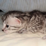 Egyptian Mau silver female kitten DOB 3/3/21