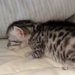 Egyptian Mau silver female kitten DOB 3/3/21