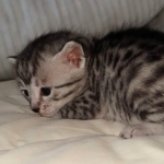Egyptian Mau silver female kitten DOB 3/3/21