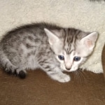 Egyptian Mau silver female kitten DOB 3/3/21