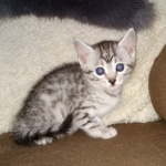 Egyptian Mau silver female kitten DOB 3/3/21