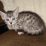 Egyptian Mau silver female kitten DOB 3/3/21
