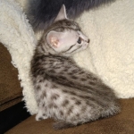 Egyptian Mau silver female kitten DOB 3/3/21