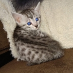 Egyptian Mau silver female kitten DOB 3/3/21