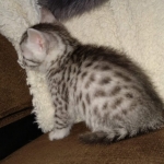 Egyptian Mau silver female kitten DOB 3/3/21