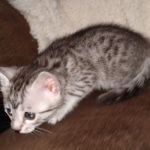 Egyptian Mau silver female kitten DOB 3/3/21