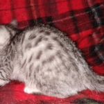 Egyptian Mau silver female kitten DOB 3/3/21